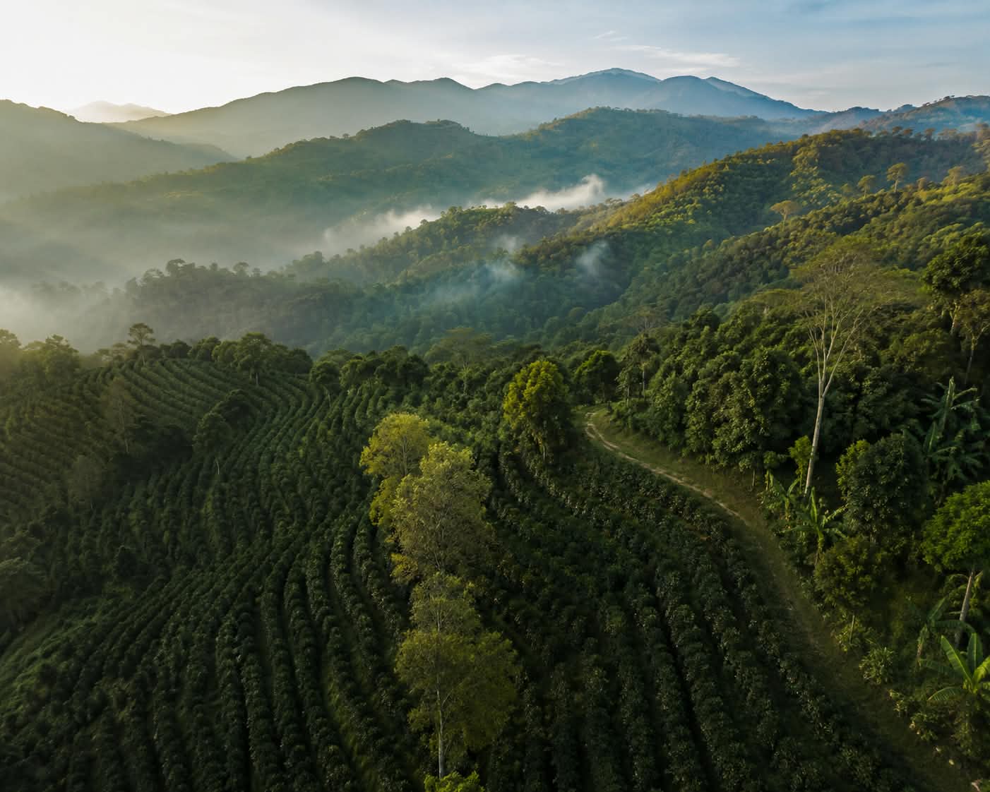 Kebun kopi Gayo, salah satu asal biji Kopi Nusantara