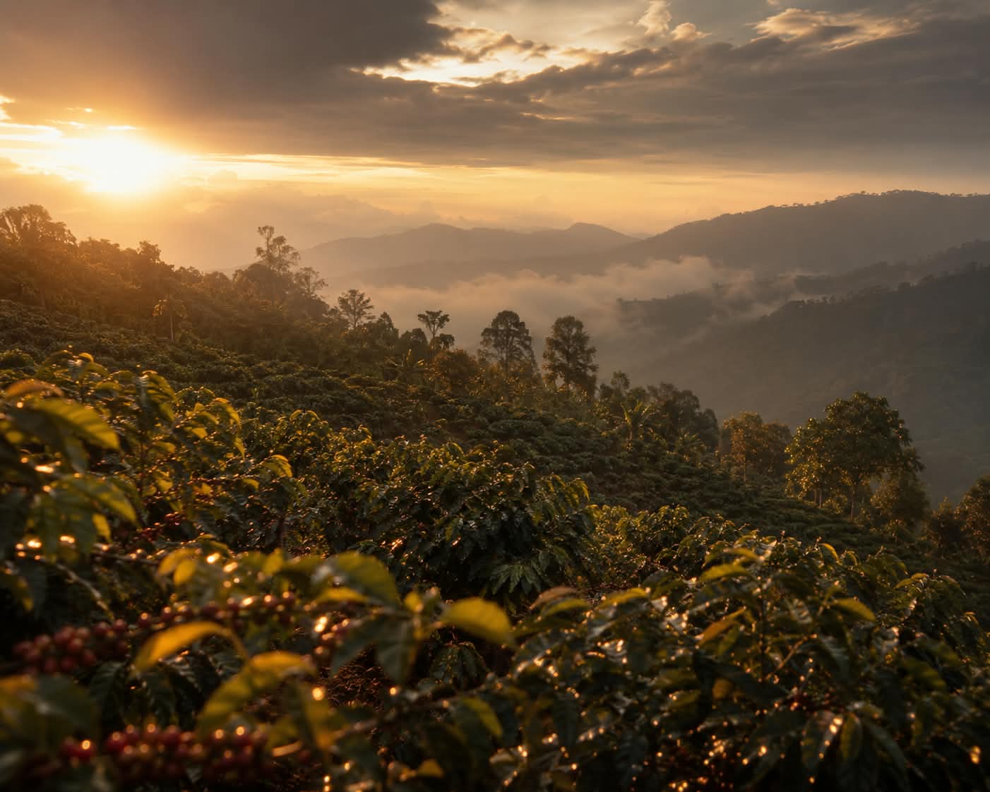 Kebun kopi Kintamani, salah satu asal biji Kopi Nusantara