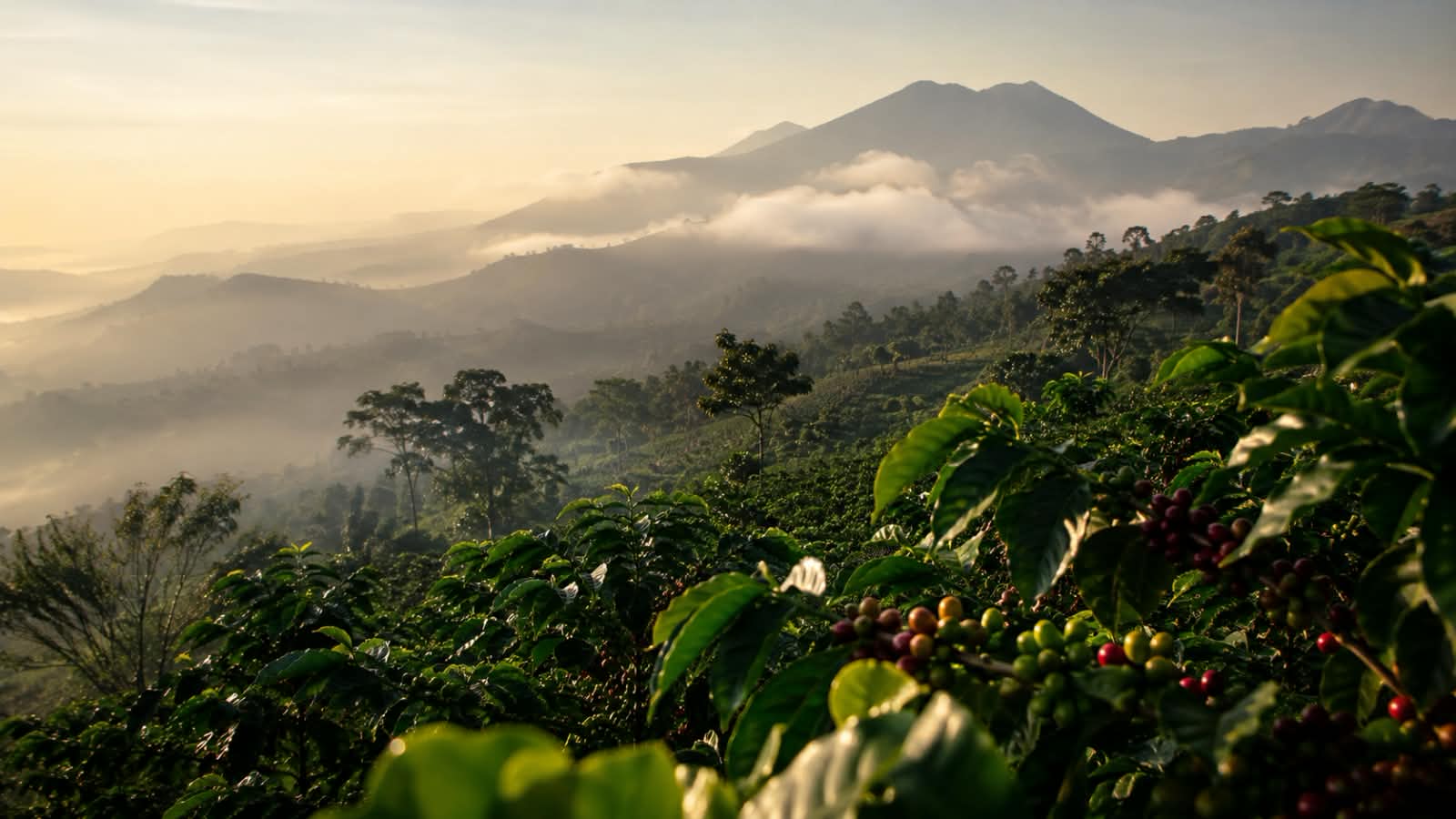 Perkebunan kopi Toraja di Sulawesi